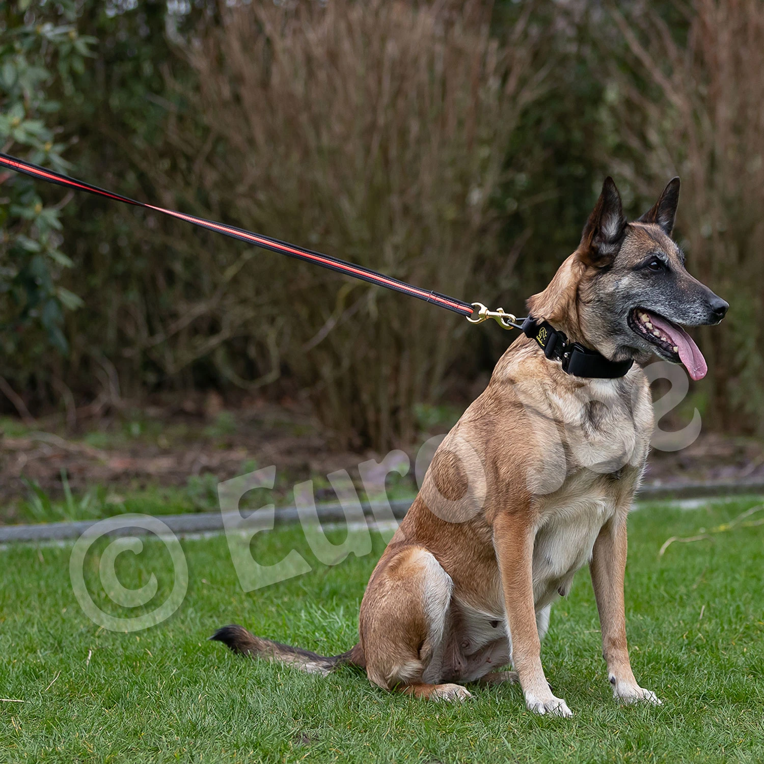 Black-Neon Leash Without Handle 4 Black-Neon Leash Without Handle - Image 4