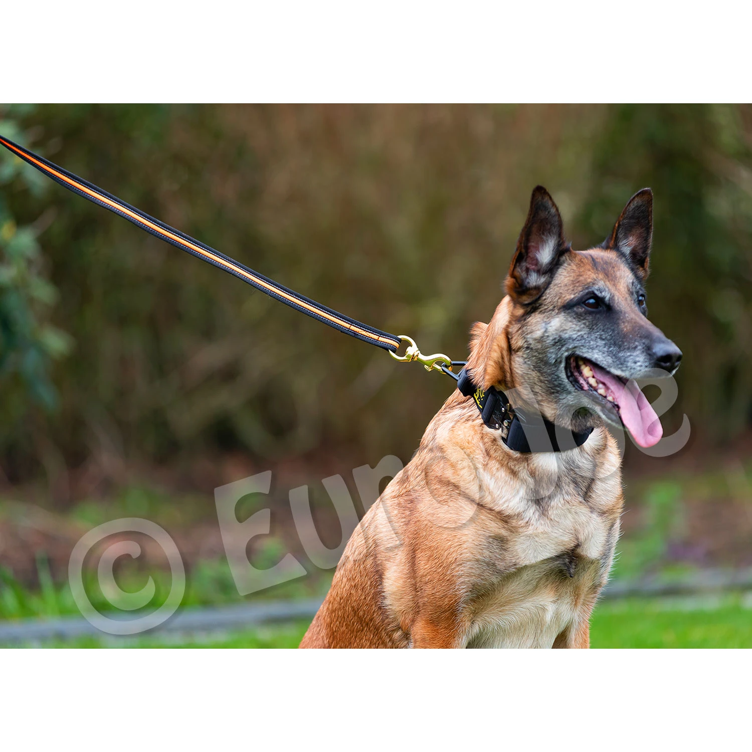 Black-Neon Leash Without Handle 8 Black-Neon Leash Without Handle - Image 8